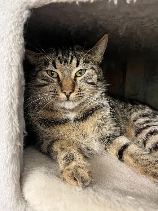 Katze aus Tierheim, Lennard | Getigert Europäisch Kurzhaar Männlich