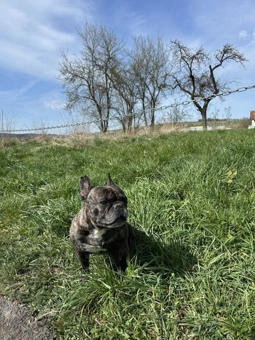 Angel - Vermittlungshilfe - franzoesische-bulldogge zur Adoption