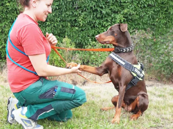 Dog from shelter, Toffi | Dobermann Female