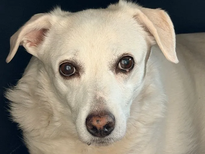 Nanda - labrador-mix zur Adoption