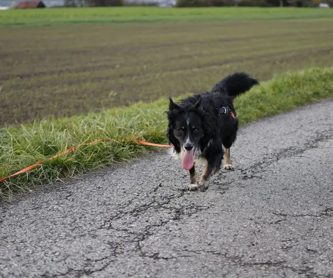 Dog from shelter, Merlin | Tricolor Australian Shepherd Male