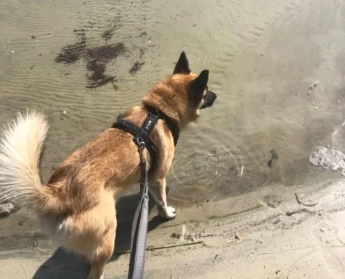 Dog from shelter, Aiko | Dsh Mix Male