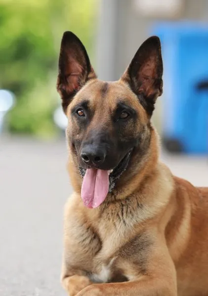 Chido - Malinois zur Adoption
