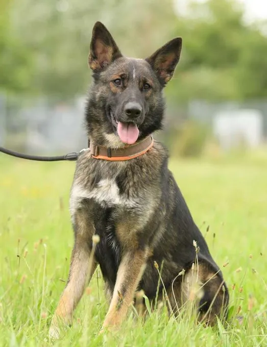 Dog from shelter, Bianca | Deutscher Schäferhund Male