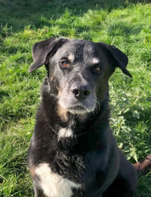 Hund aus Tierheim, Tyson | Schäferhund Mix Männlich