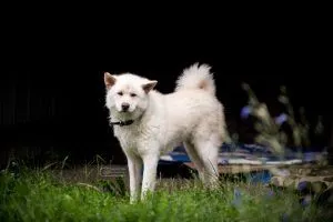 Dog from shelter, Haschiko | Akita Inu Mischling Male