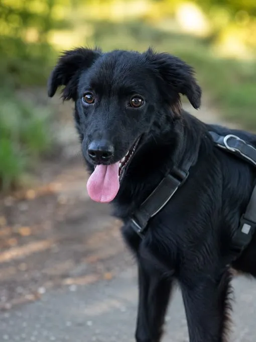 Bambo - mischling zur Adoption