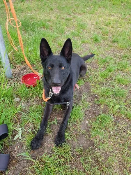 Dog from shelter, Baghira | Podenco Schnauzer Mix Male