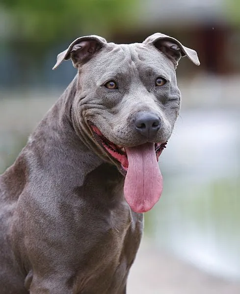 Dog from shelter, Tyra | Staffordshire Mix Female