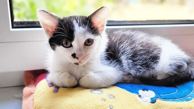 Fiorella, Feechen & Feivel - ekh zur Adoption