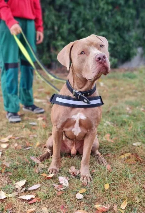Dog from shelter, Kurtis | Staffordshire Terrier Male