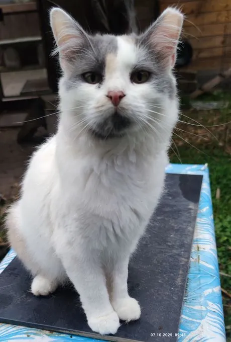 Emilia sucht Zuhause als Einzelprinzessin - Main Coon Mix zur Adoption