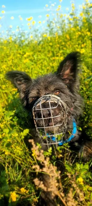 Dog from shelter, Ace | Schwarz Beige Altdeutscher Hütehund Mischling Male