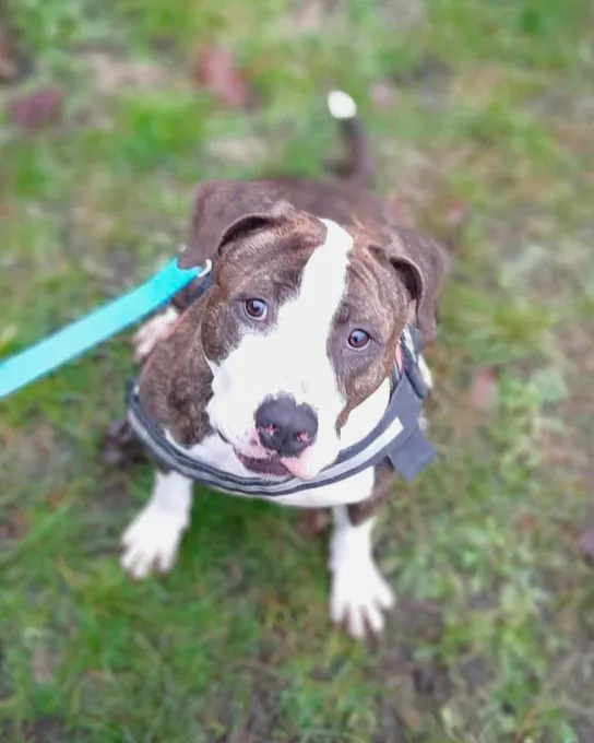 Dog from shelter, Baddy | Staffordshire Terrier Male