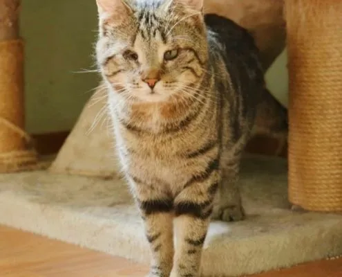 Cat from shelter, Duke | Male
