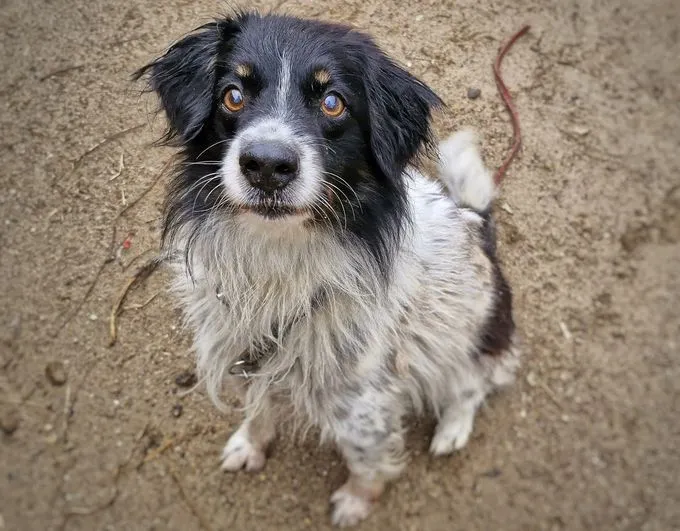 Dog from shelter, Baki | Schwarz Weiß Mix Male