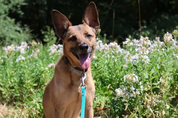 Cosima - mischling zur Adoption