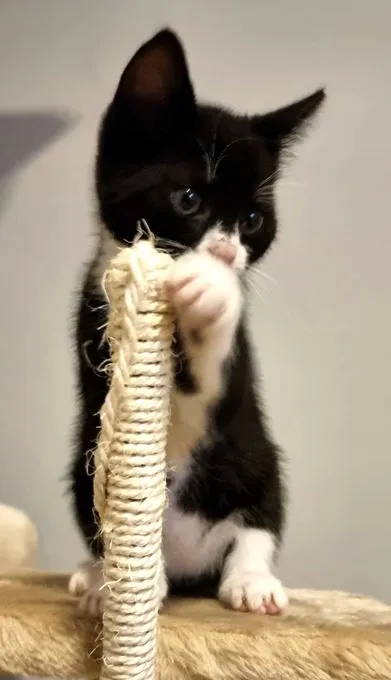 Felix - ekh zur Adoption