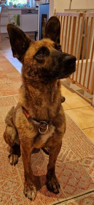 Hund aus Tierheim, Akelo | Mali Mix Männlich