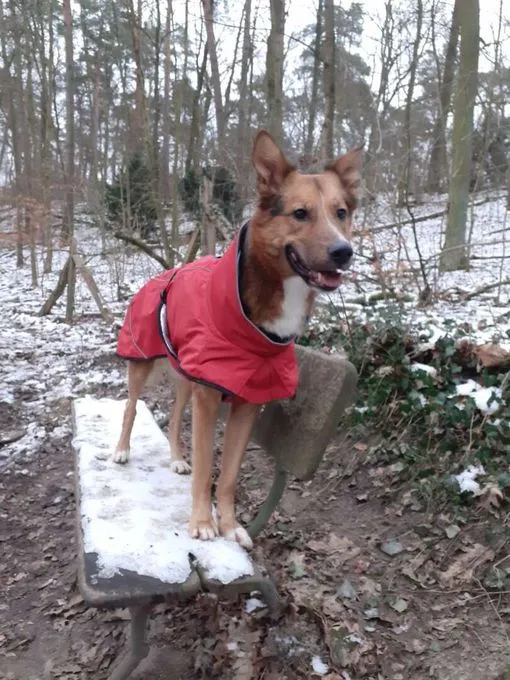 Hund aus Tierheim, Pablo | Schäferhund Collie Mix Männlich