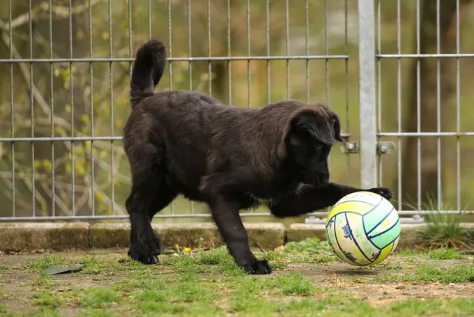 Hund aus Tierheim, Lilo | Schwarz Mischling Weiblich