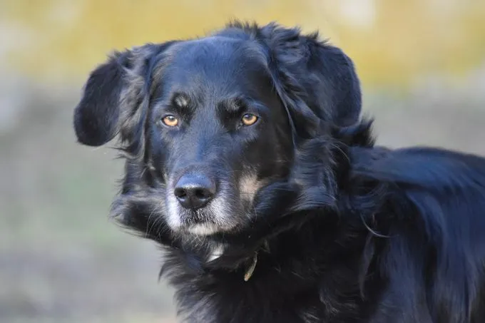 Paul - hovawart zur Adoption