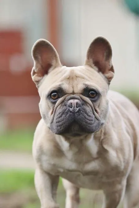 Dog from shelter, Cody | Französische Bulldoge Male