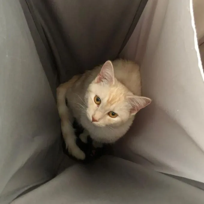 Katze aus Tierheim, Elli | Cremerot Ekh Weiblich