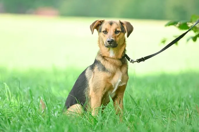 Dog from shelter, Wan Tan | Schwarz Braun Terrier Mix Male