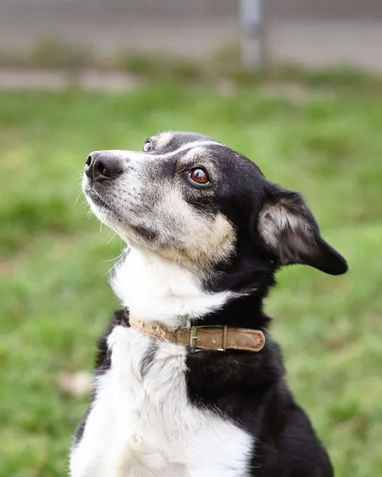 Dog from shelter, Filly | Collie Mix Female