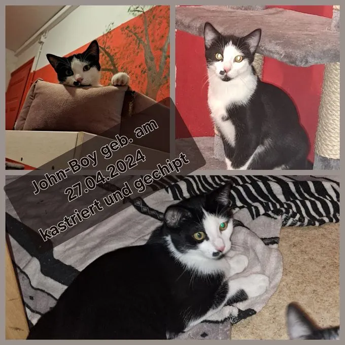 Cat from shelter, John Boy | Schwarz Mit Etwas Weiß Europäisch Kurzhaar Male