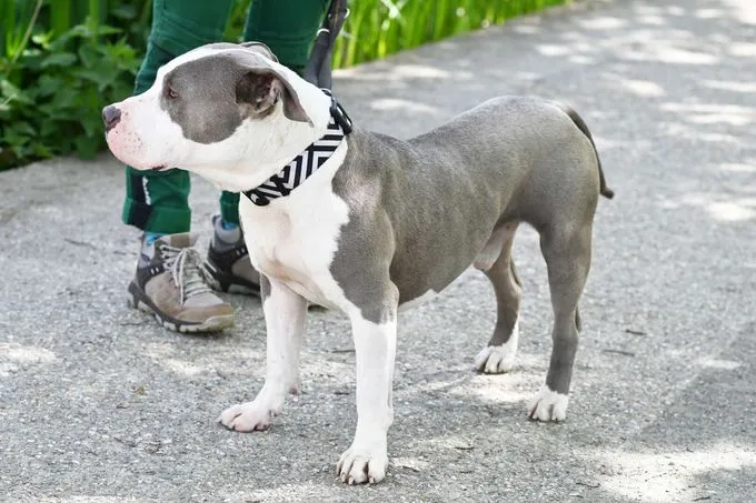Dog from shelter, Shawn | Staffordshire Mix Female