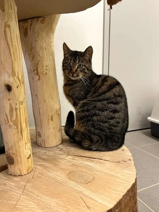 Katze aus Tierheim, Lennard | Getigert Europäisch Kurzhaar Männlich