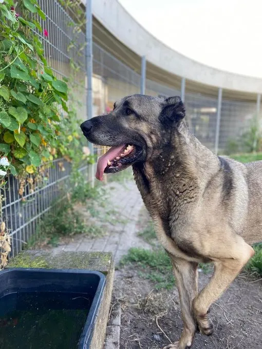 Hund aus Tierheim, Lee | Kangal Männlich