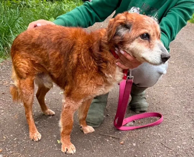 Opa Harri - mischling zur Adoption