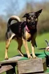 Dog from shelter, Benji | Schwarz Loh Pinscher Mix Male