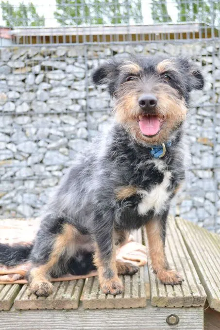 Dog from shelter, Bello | Terrier Mix Female