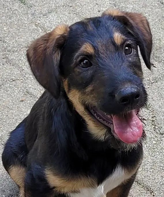 Dog from shelter, Vito | Braun Schwarz Mischling Male