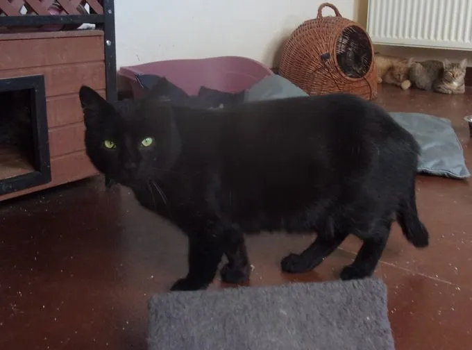 Cat from shelter, Joshie | Schwarz Europäisch Kurzhaar Mix Male