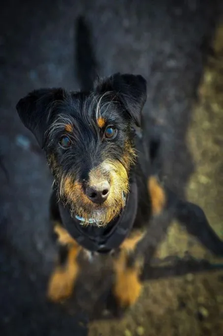 Dog from shelter, Ava | Schwarz Loh Deutscher Jagdterrier Female