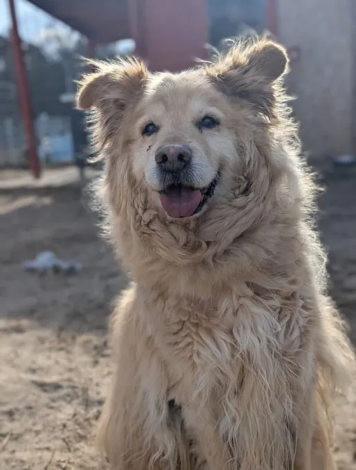 Benji - golden-retriever zur Adoption