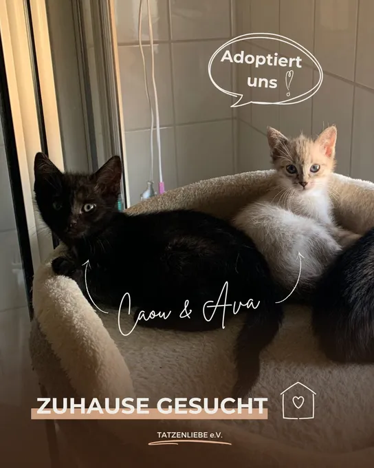 Cat from shelter, Ava Caou | Schwarz Weiß Ehk Female
