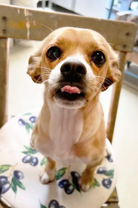 Dog from shelter, Wendy | Beagle Mops Mix Female