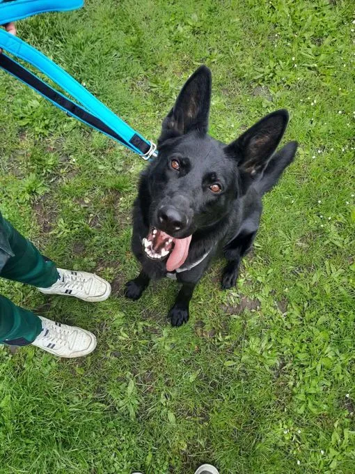 Dog from shelter, Simba | Deutscher Schäferhund Male