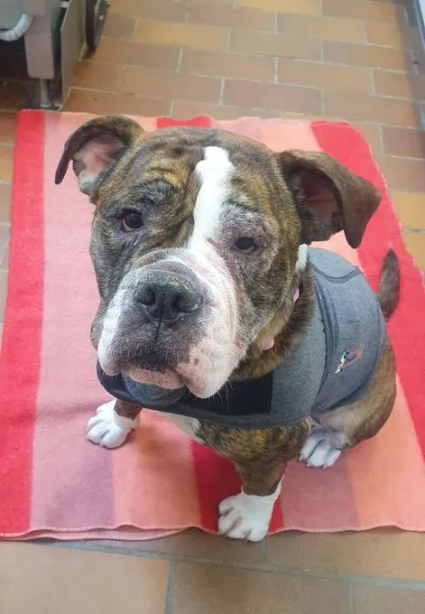 Dog from shelter, Amy | Olde English Bulldog Female