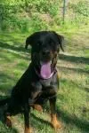 Dog from shelter, Luna | Schwarz Loh Rottweiler Female