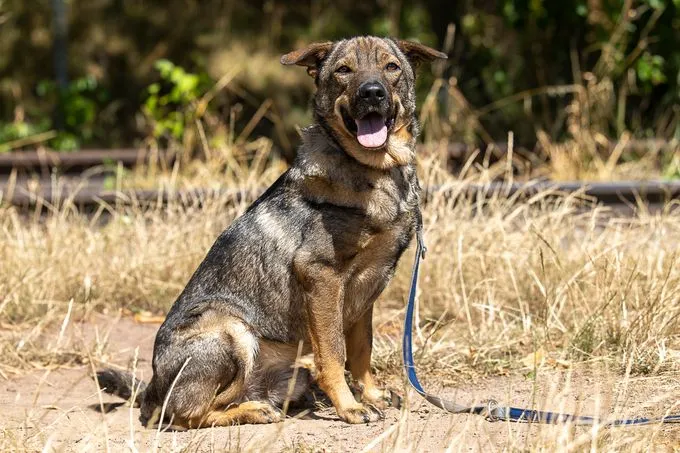 Dog from shelter, Charlie | Braun Schwarz Mischling Male