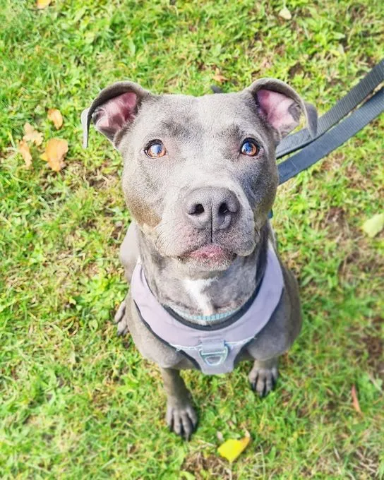 Dog from shelter, Raven | Staffordshire Terrier Female