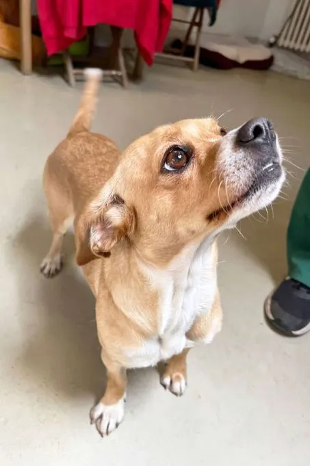 Dog from shelter, Wendy | Beagle Mops Mix Female