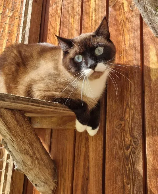Sheldon - siamese zur Adoption
